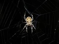 Consumer Bruce Jarvis Evening spider on the web