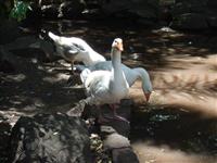 Consumer Gary Bech My Recovery Journey - White Swans